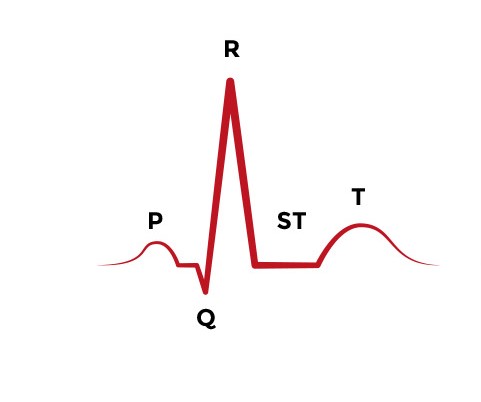 امواج الکتریکی قلب